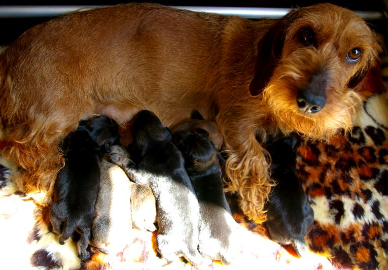 puppies, 4 dagen oud