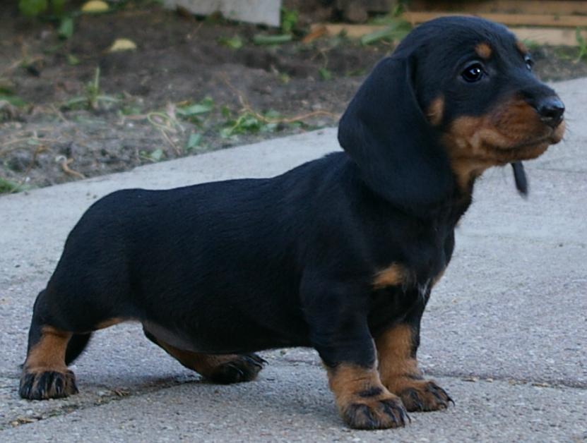 Ons kleine trotste meisje, nog geen 6 weken oud...