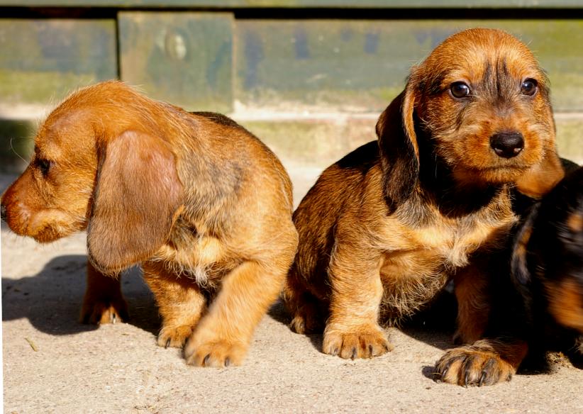 Ursula (Toulouse) en Unoxx (Vito)