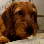 Pippi