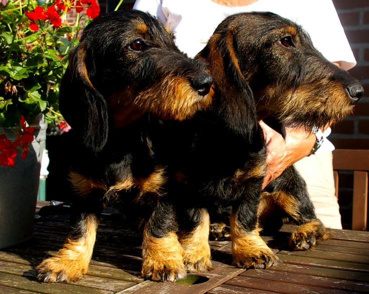 broer en zus Charlotte (links)  en Chaplin (rechts)