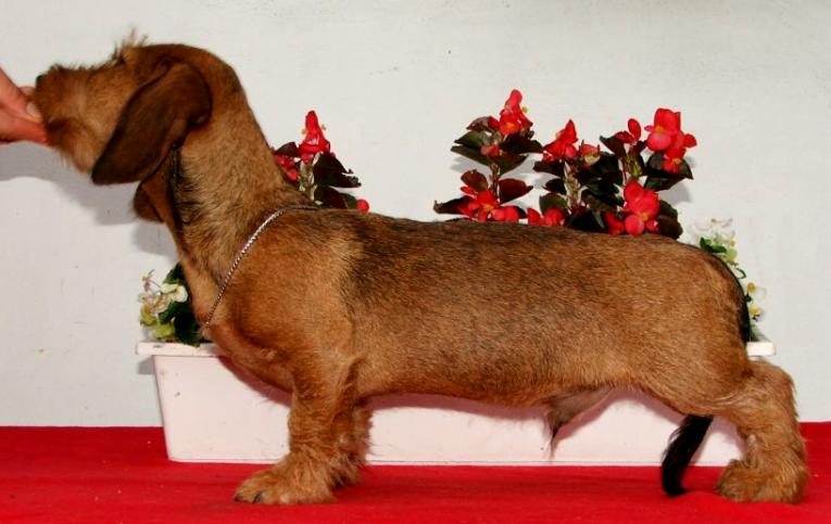 Frodo, 4 maanden oud