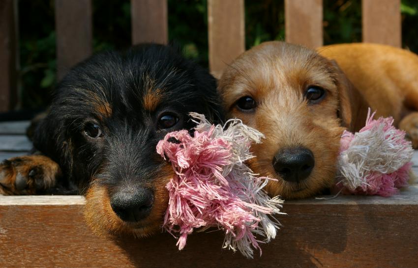 Broer en zus uit ons N-Nest (Lieke en Bootsman