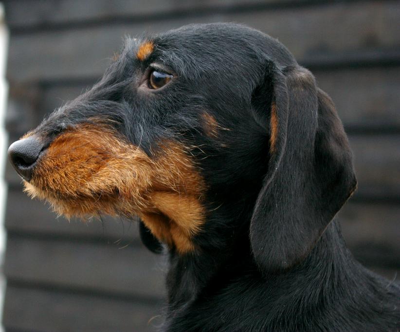 Het prachtige hoofdje van Otje, bijna een half jaar oud. Dochter van Annabelle en Viktor