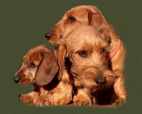 3 van onze rode Teckels, Armani, Pippi en Lise Lotte