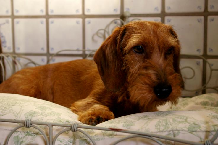 Pippi